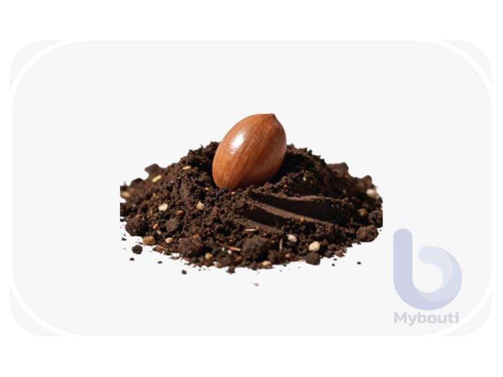 بذرة